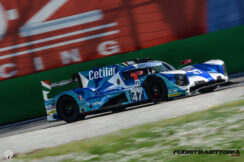 elms-6